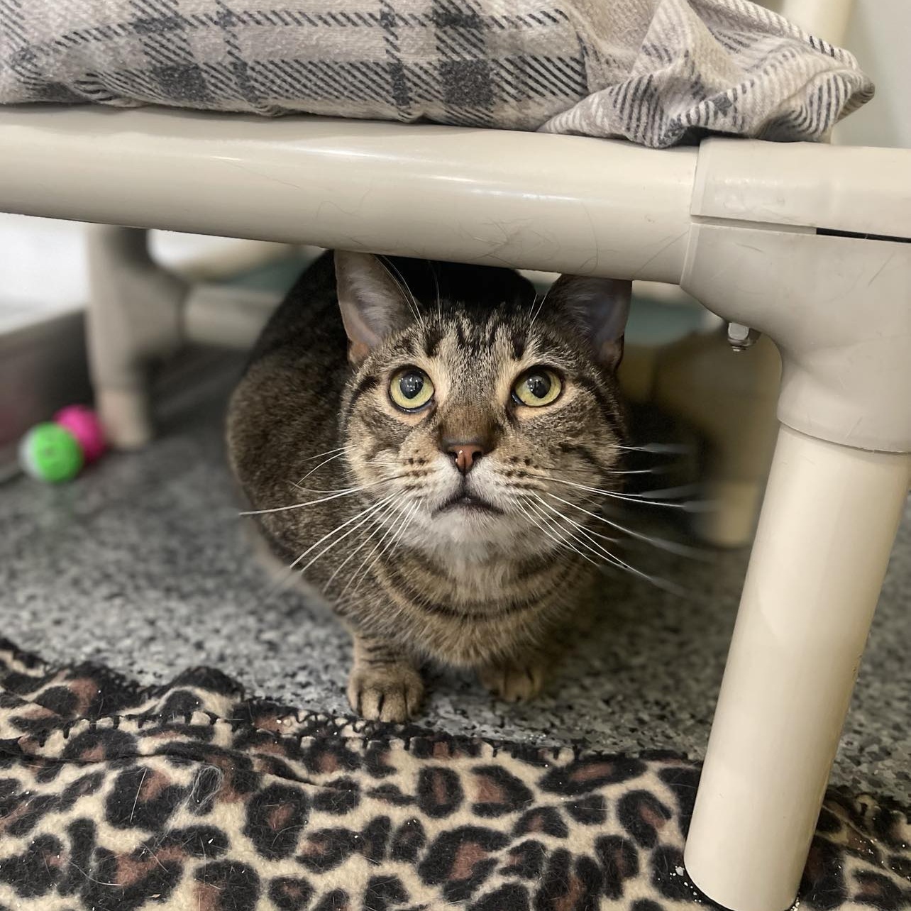 Enlarge Bubbly, an adoptable mixed breed in Penn Yan, NY image 2/3