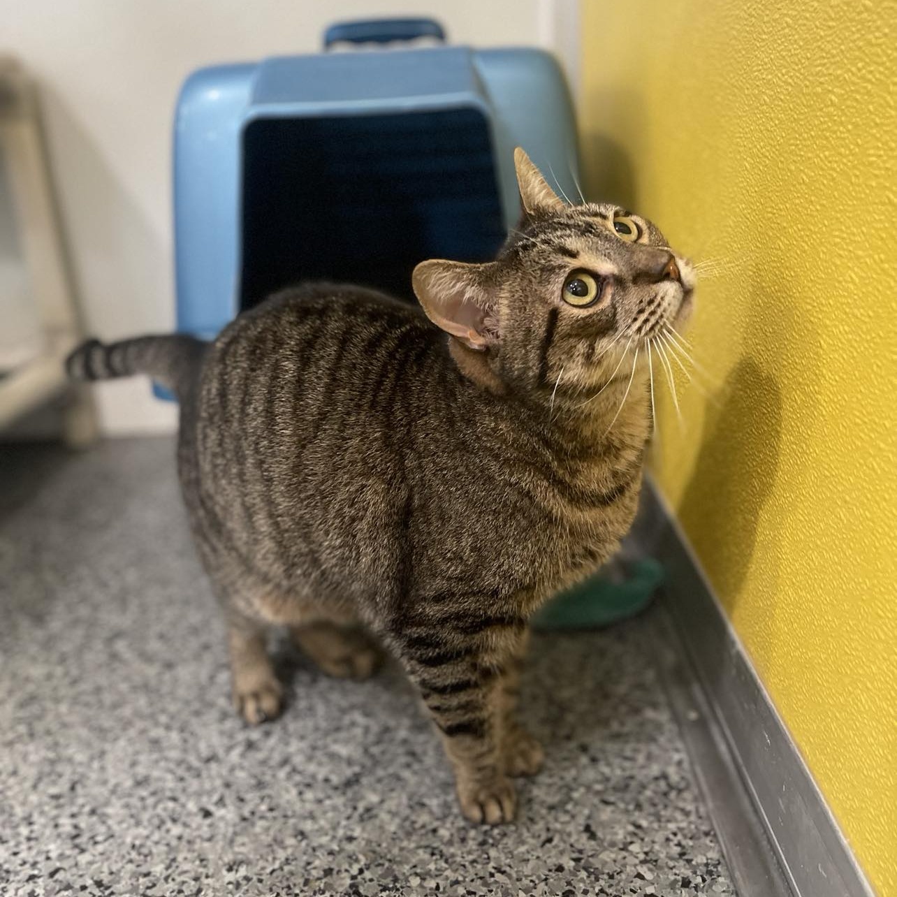 Enlarge Bubbly, an adoptable mixed breed in Penn Yan, NY image 3/3