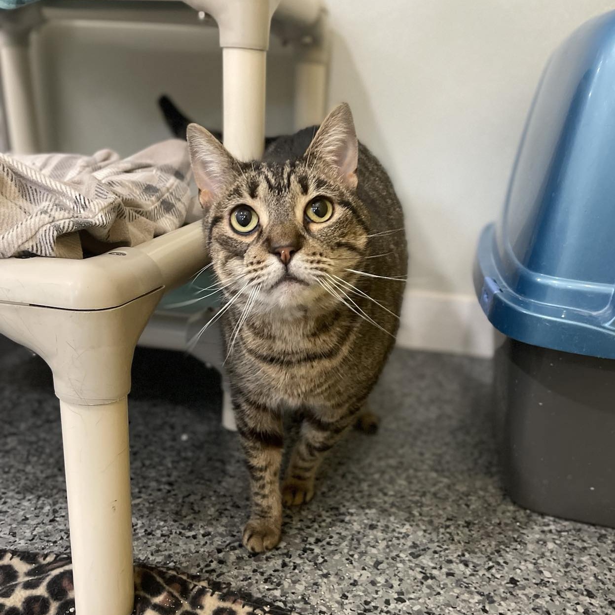 Bubbly, adoptable, Adult Female Domestic Short Hair & Tabby.