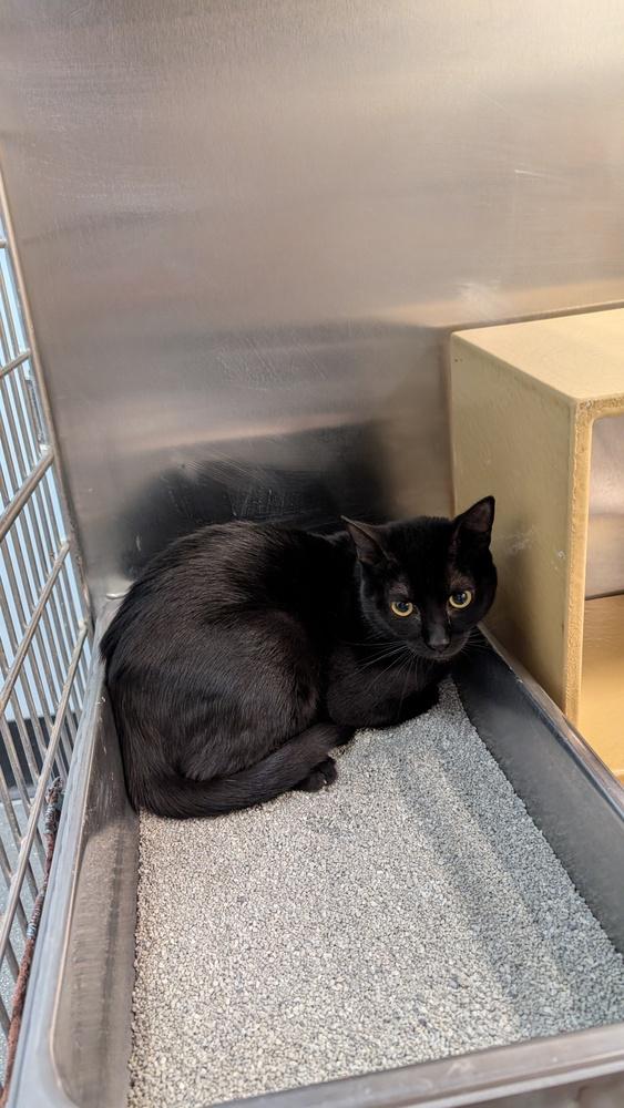 Enlarge Chex, a Adoptable mixed breed in Parker, CO image 1/1