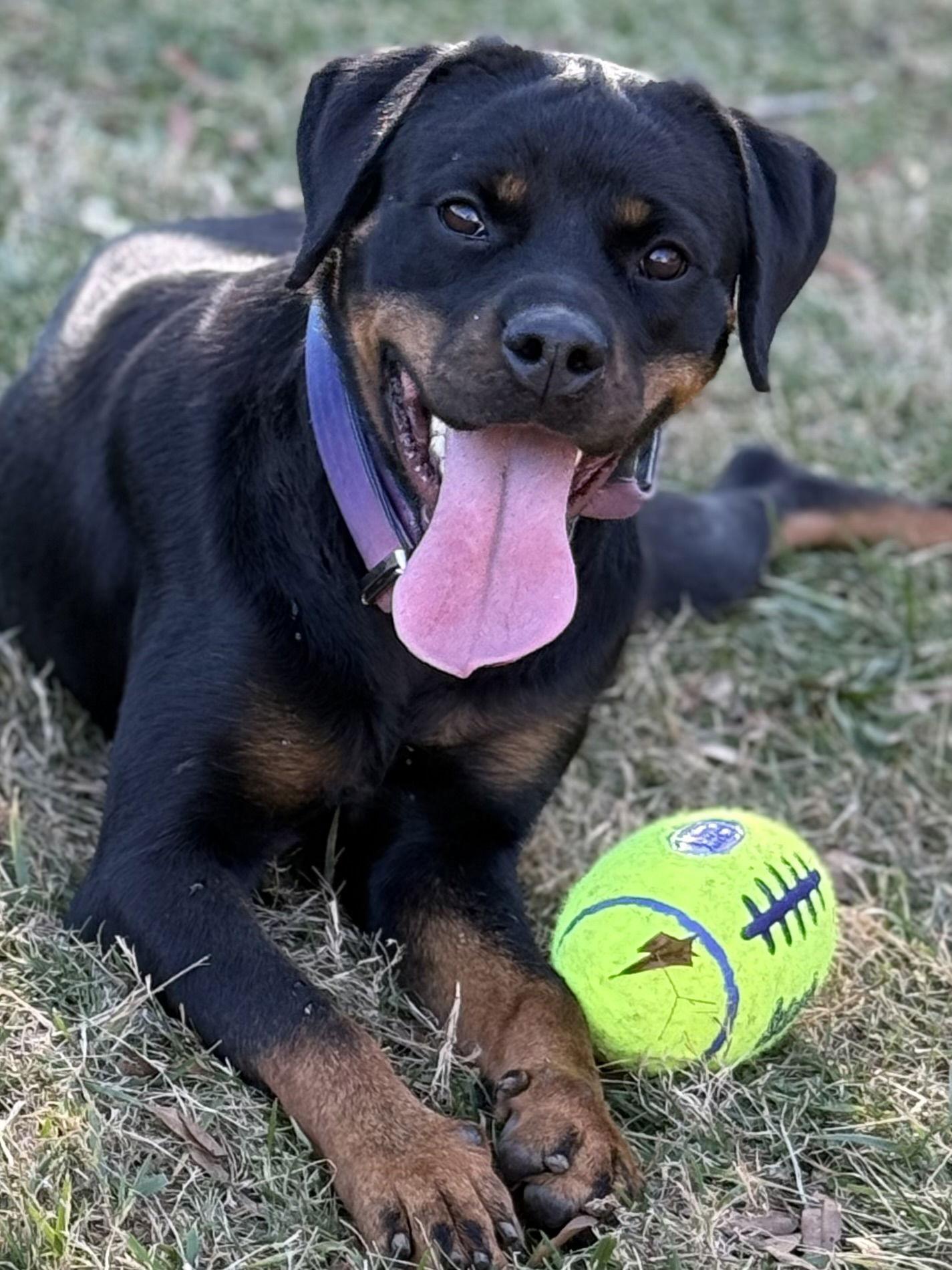 Enlarge Bria, a Adoptable Rottweiler in Mooresville, NC image 1/3