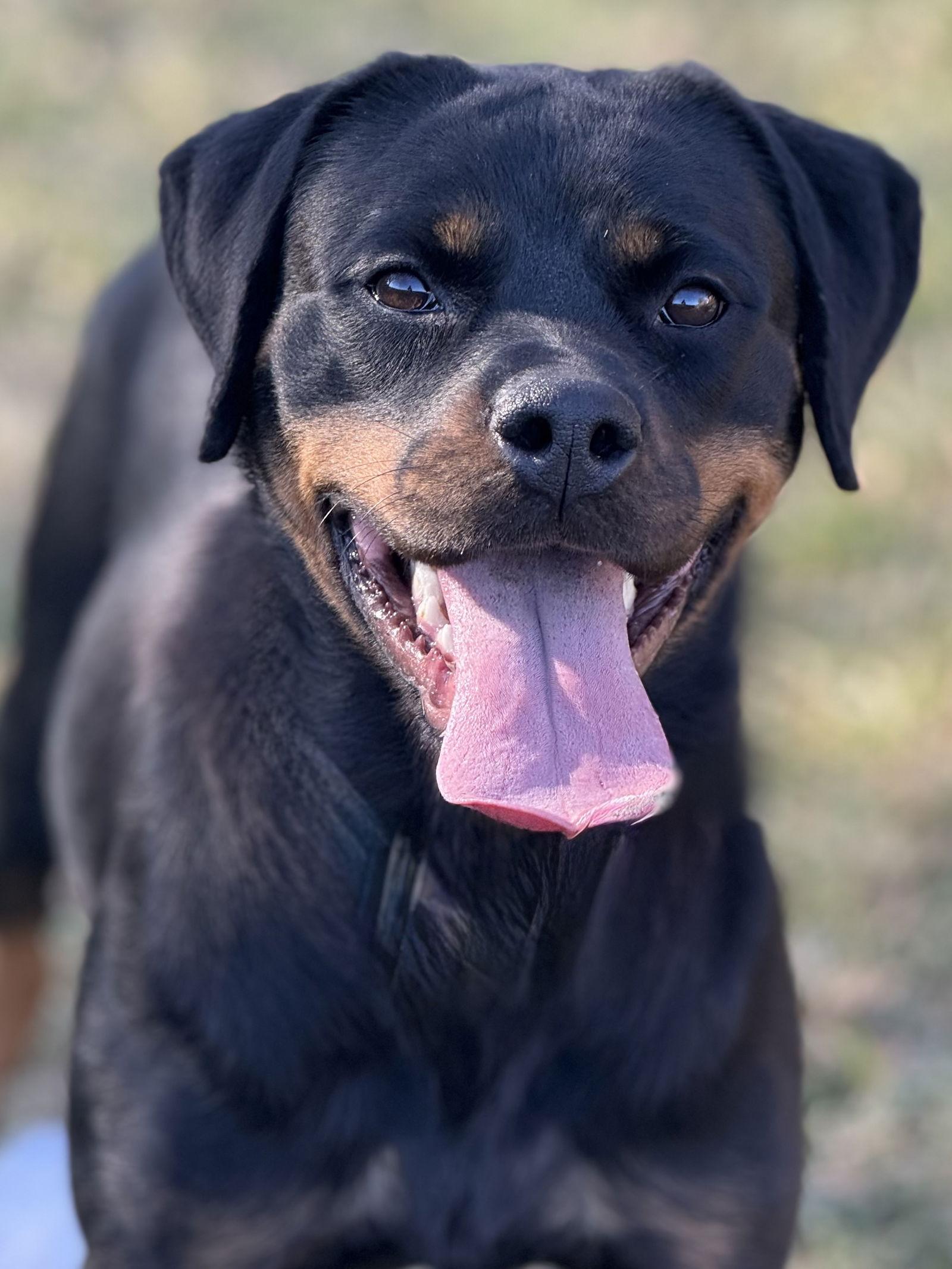 Enlarge Bria, a Adoptable Rottweiler in Mooresville, NC image 3/3