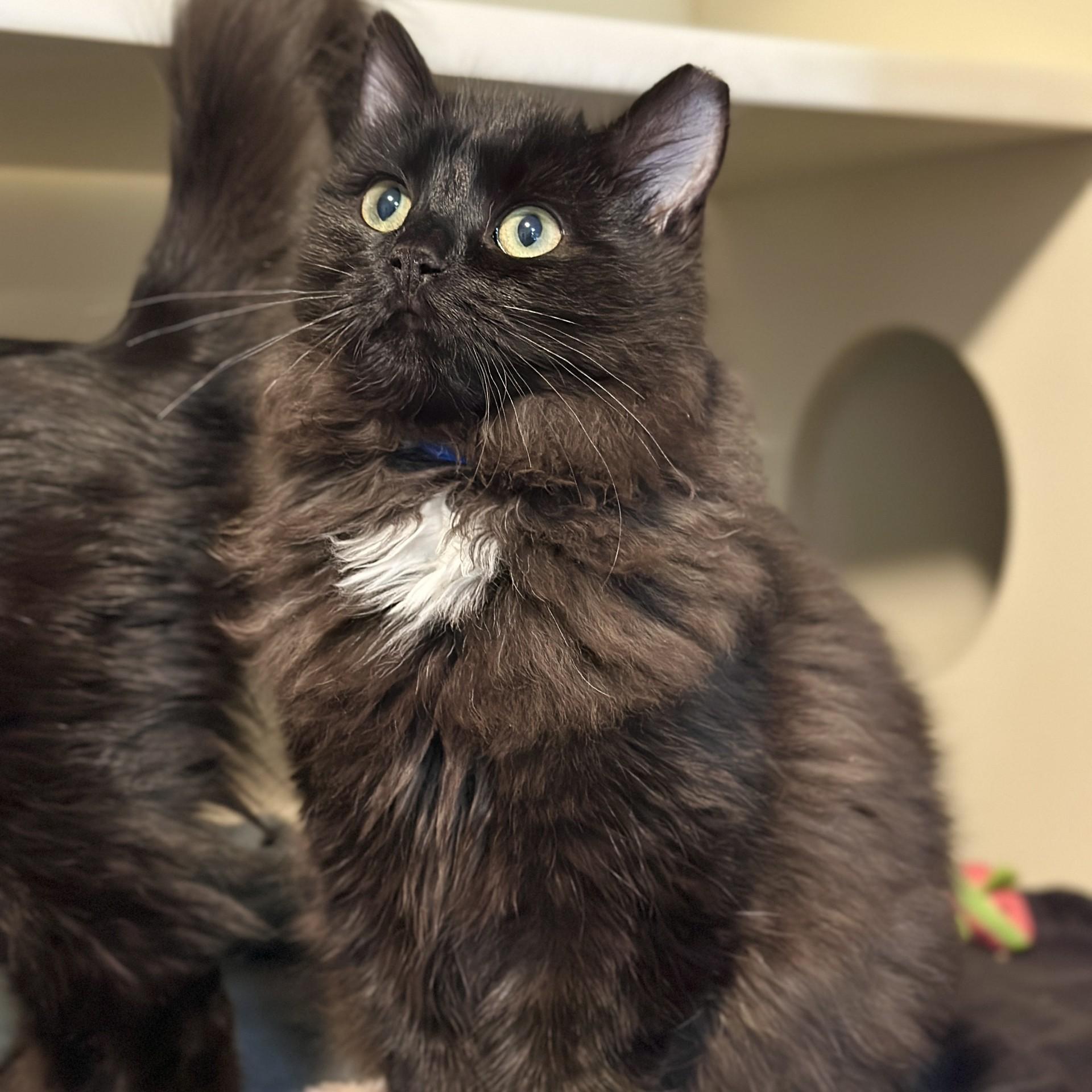 Enlarge Hank, an adopted Domestic Long Hair in Victor, NY image 3/4