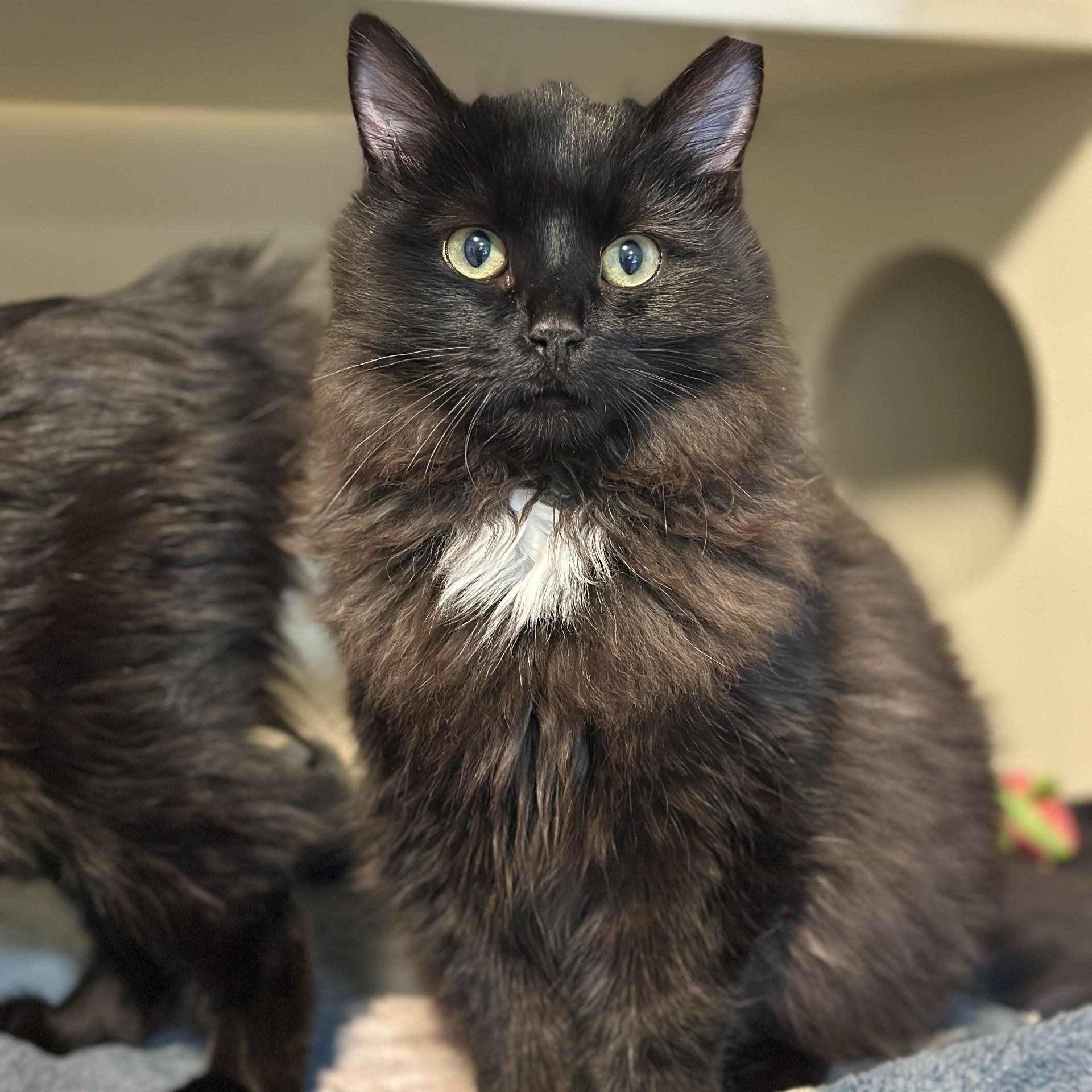 Enlarge Hank, an adopted Domestic Long Hair in Victor, NY image 2/4