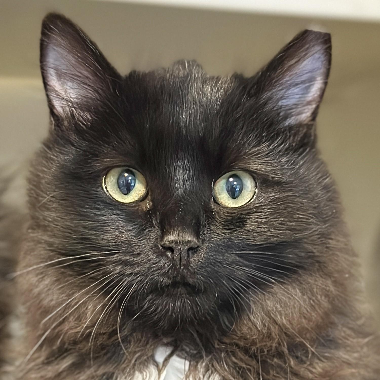 Enlarge Hank, an adopted Domestic Long Hair in Victor, NY image 1/4