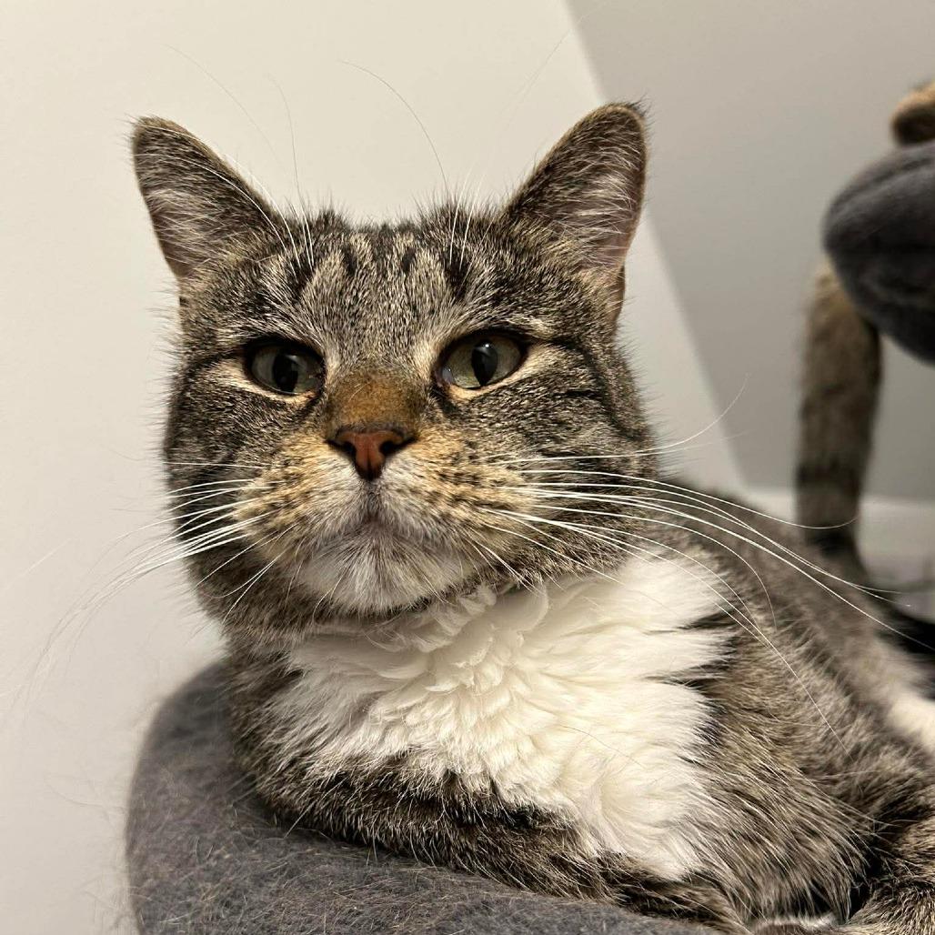 Clarabella, Adoptable, Adult Female Domestic Short Hair.