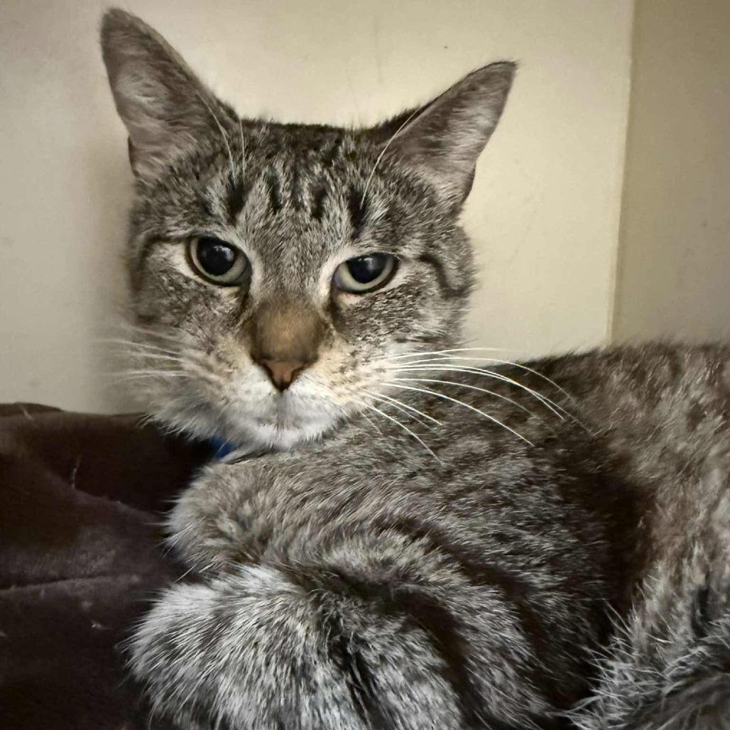 Enlarge Clarabella, a Adoptable Domestic Short Hair in Greenville, NC image 2/2