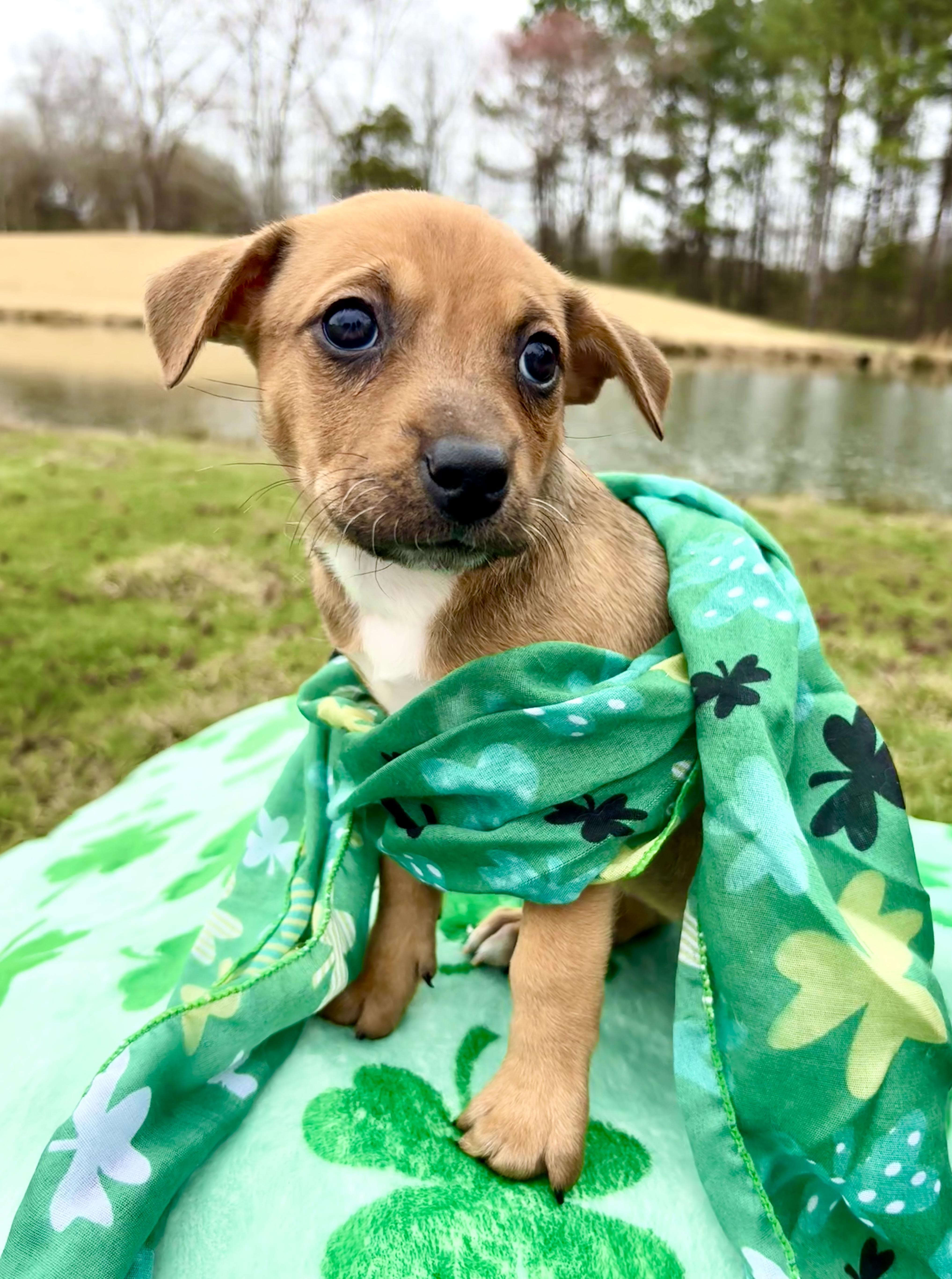 Enlarge Cardi, a Adoptable mixed breed in Pittsboro, NC image 3/3