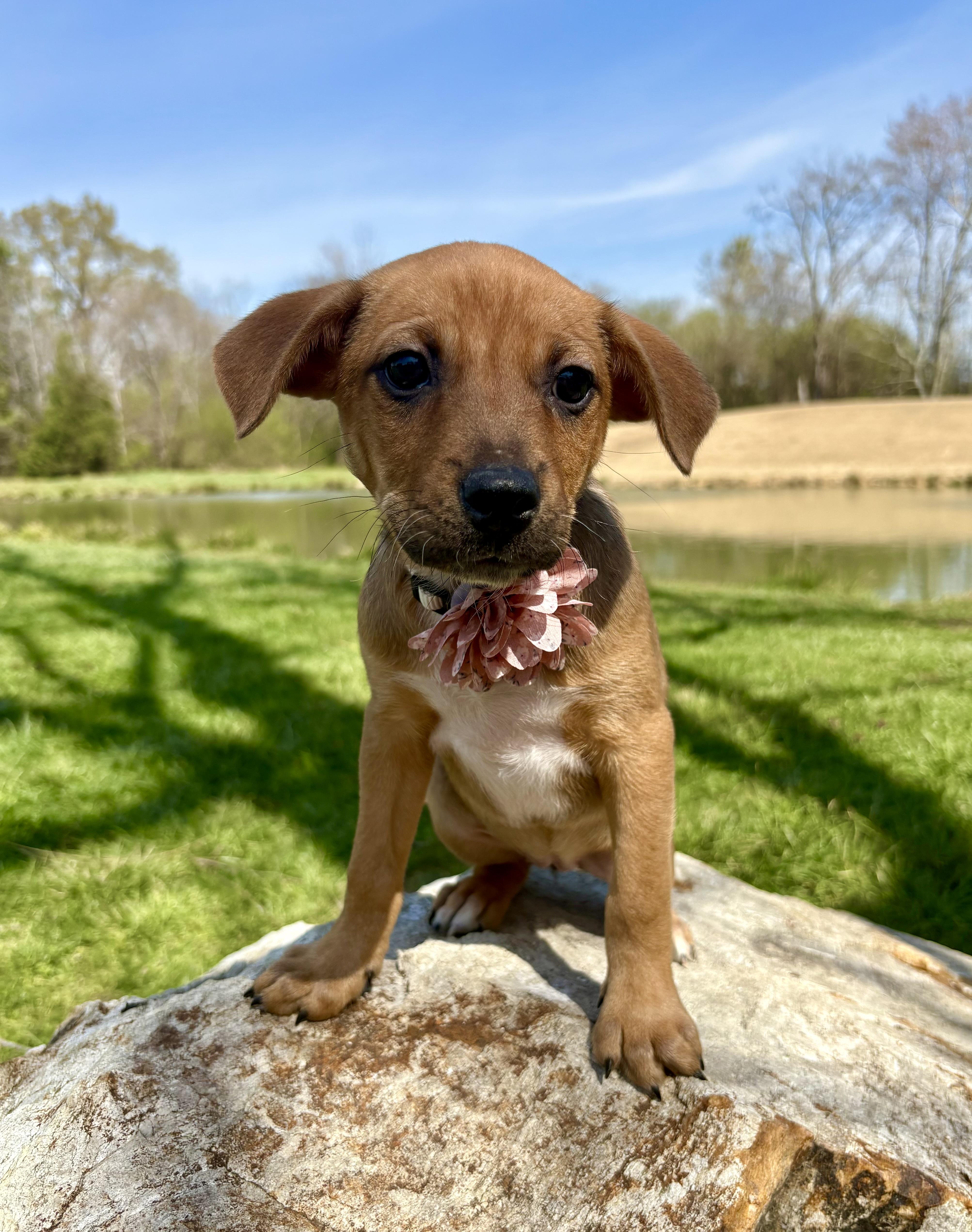Cardi, Adoptable, Puppy Female Beagle & Australian Cattle Dog / Blue Heeler.