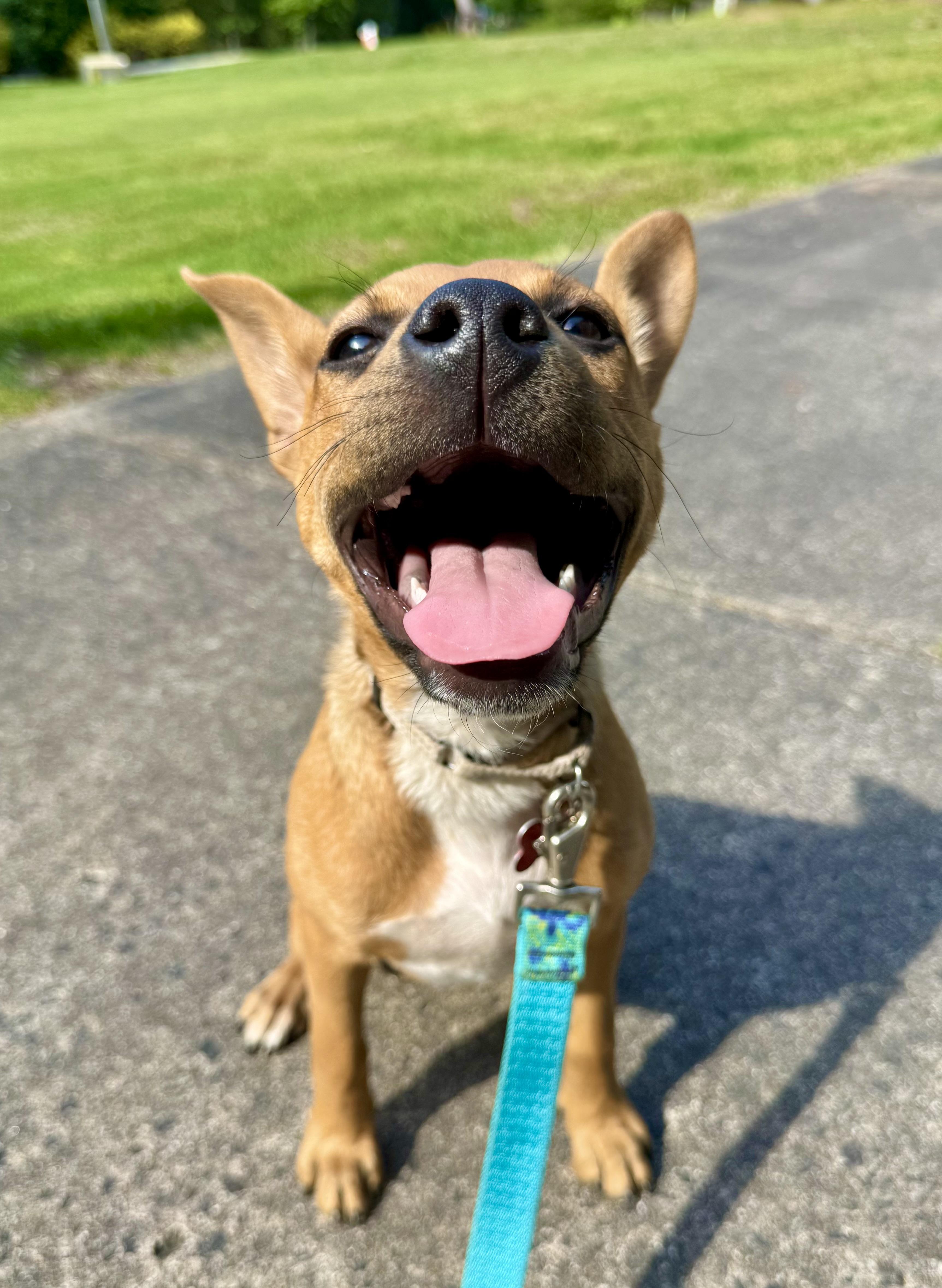 Cardi, a Adoptable mixed breed in Pittsboro, NC image 2/3