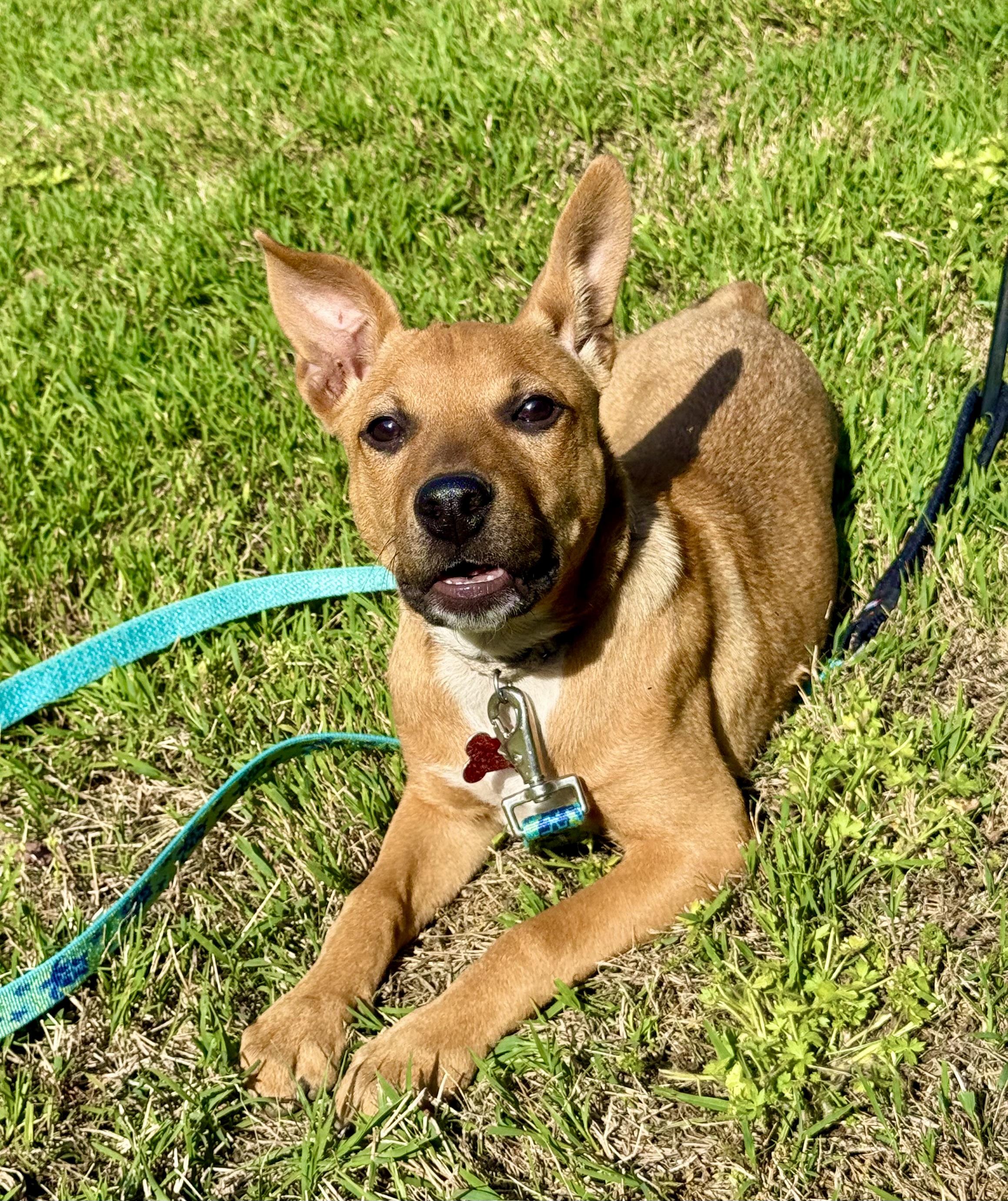 Cardi, a Adoptable mixed breed in Pittsboro, NC image 1/3
