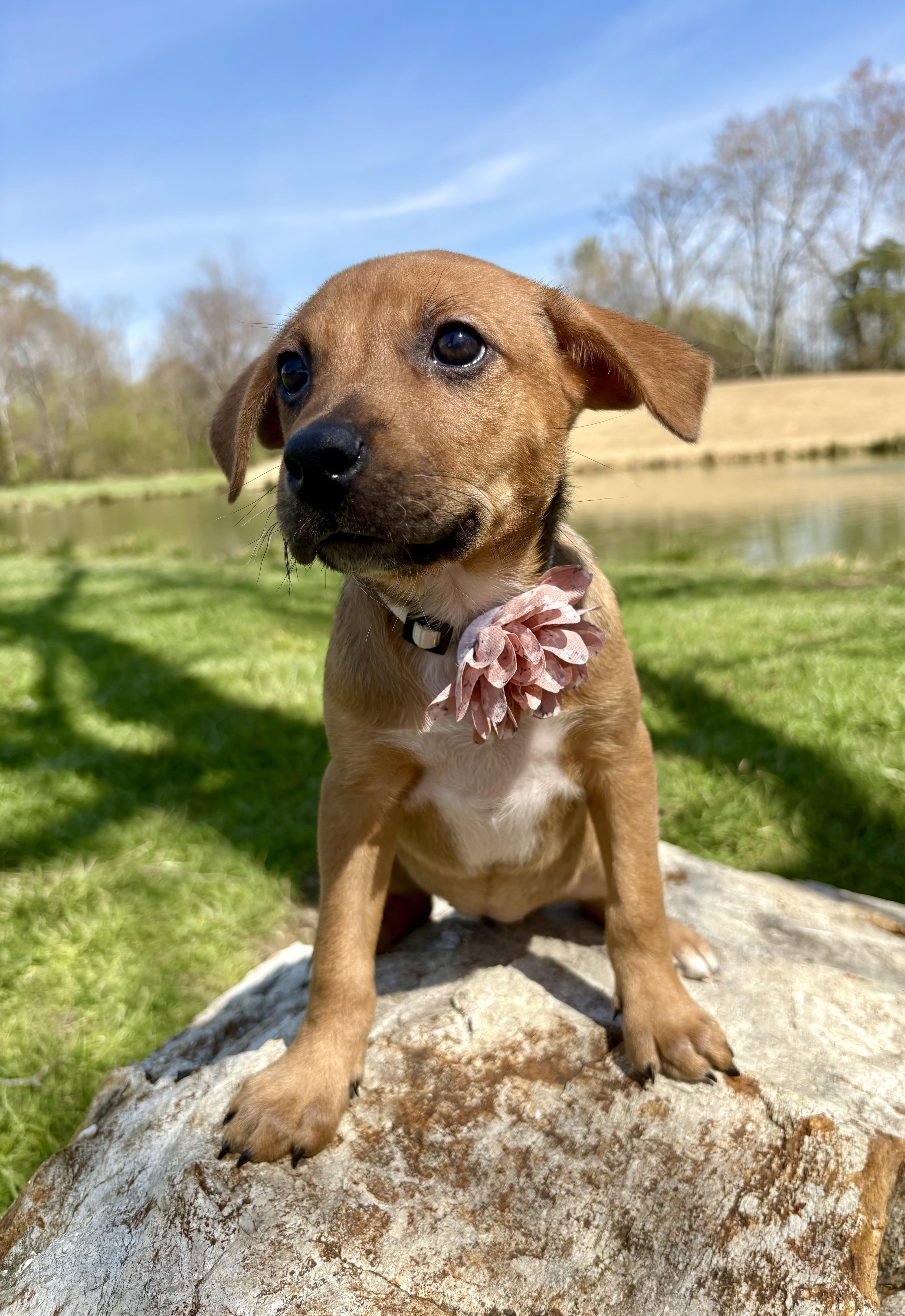 Enlarge Cardi, a Adoptable mixed breed in Pittsboro, NC image 2/3