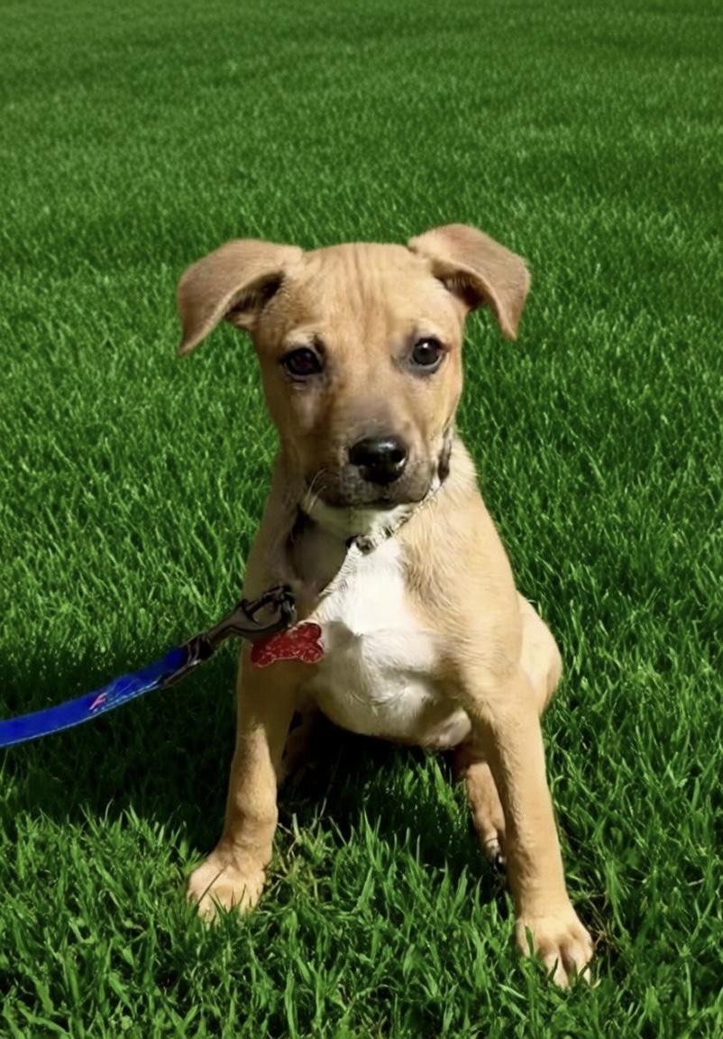 Enlarge Cardi, a Adoptable mixed breed in Pittsboro, NC image 1/3
