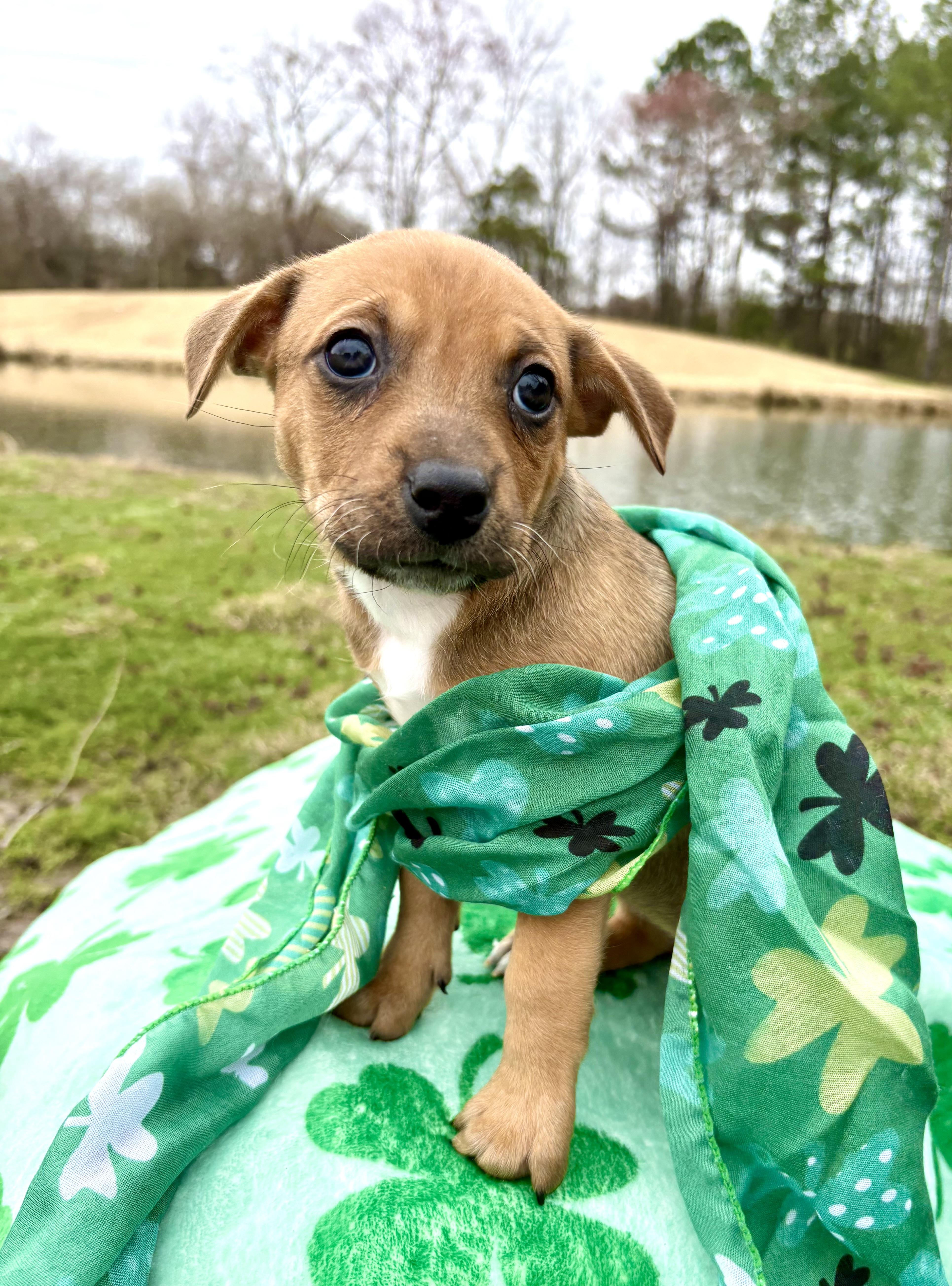 Cardi, Adoptable, Puppy Female Beagle & Australian Cattle Dog / Blue Heeler.