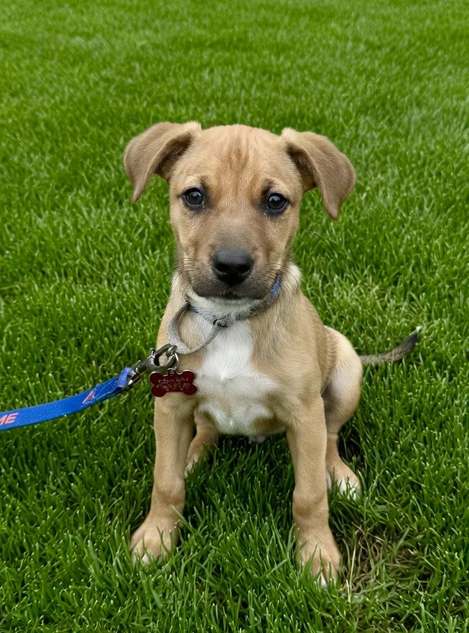Enlarge Cardi, a Adoptable mixed breed in Pittsboro, NC image 2/3