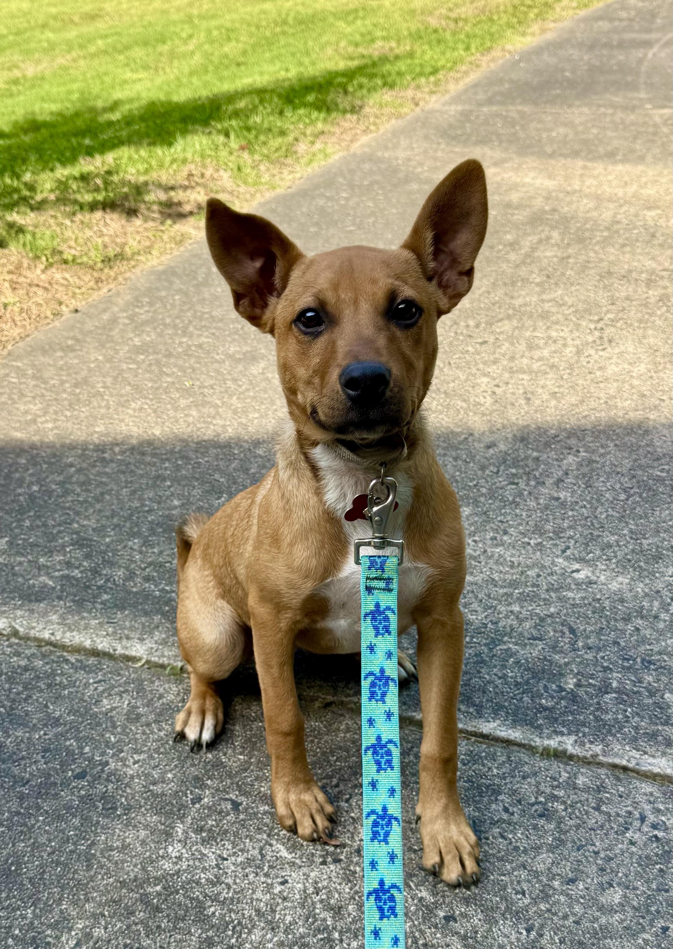 Cardi, a Adoptable mixed breed in Pittsboro, NC image 3/3