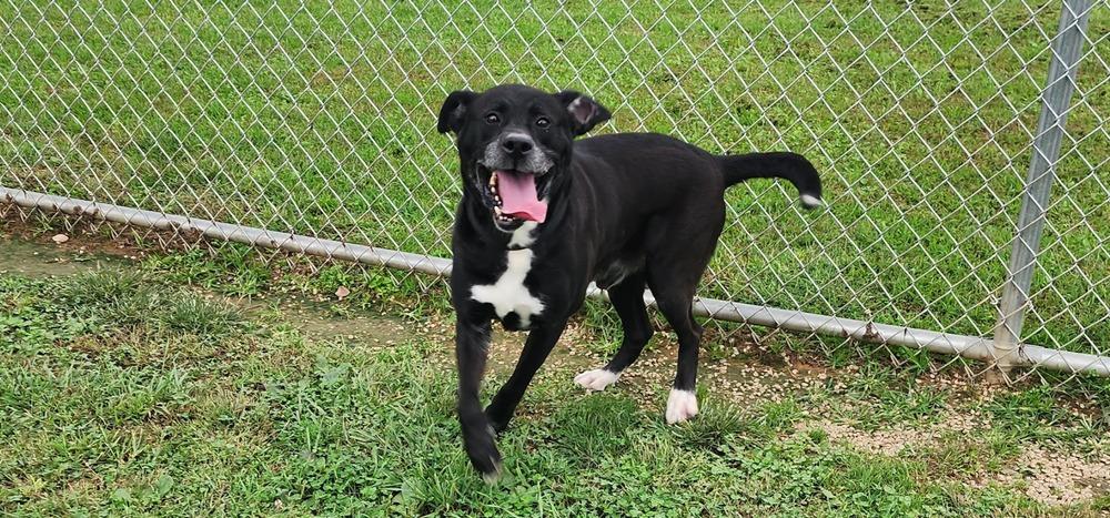 Enlarge CROW 254-26, a Adoptable mixed breed in Cambridge, OH image 2/2