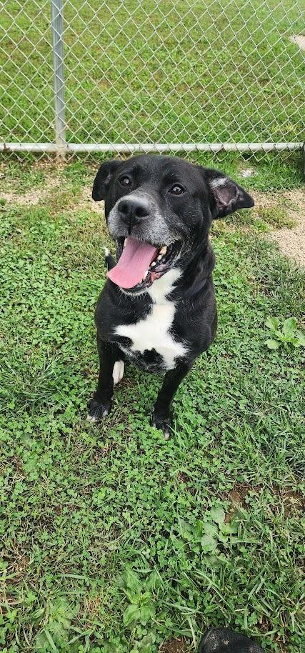 Enlarge CROW 254-26, a Adoptable mixed breed in Cambridge, OH image 1/2