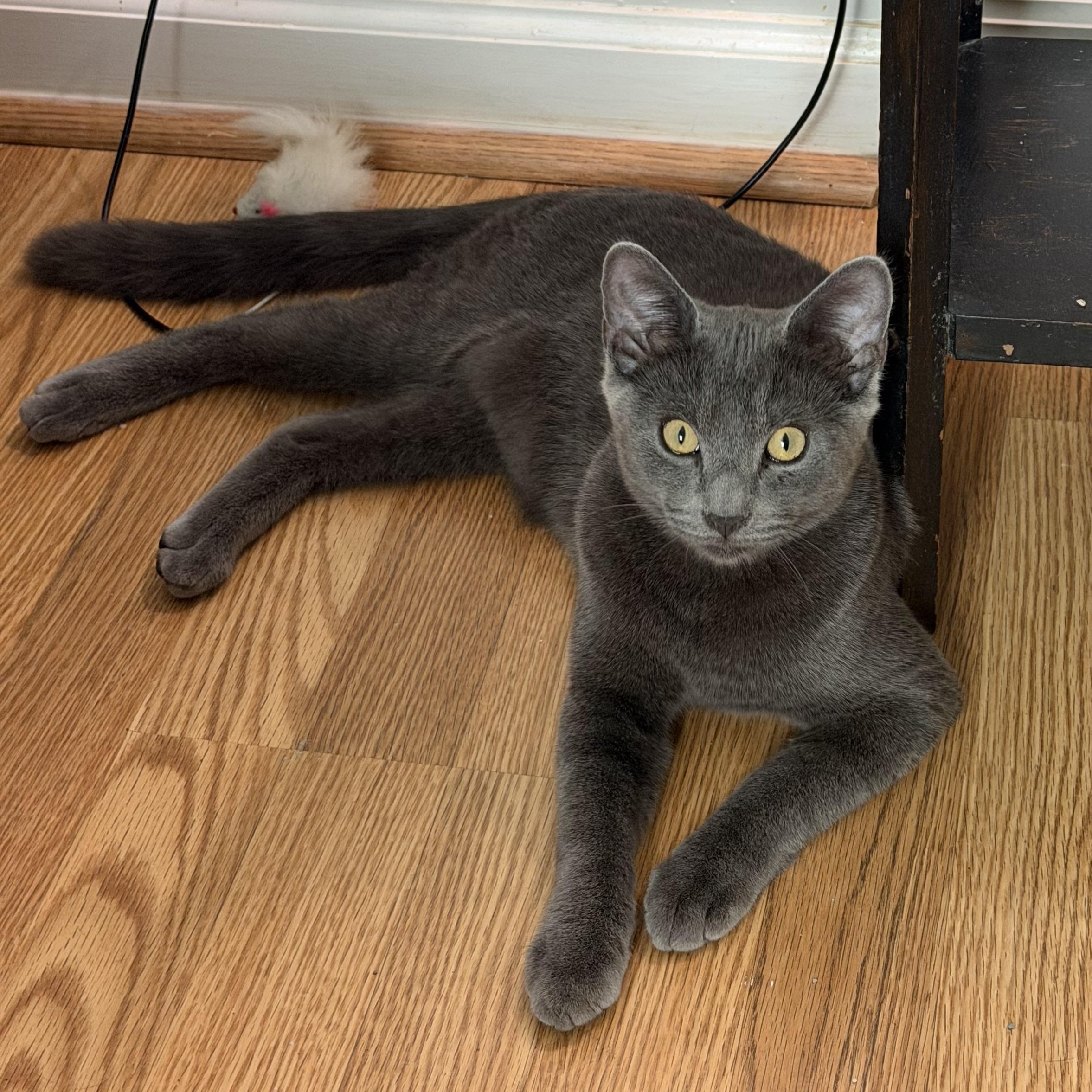 Enlarge Mitch, a Adopted Russian Blue in Memphis, TN image 2/2