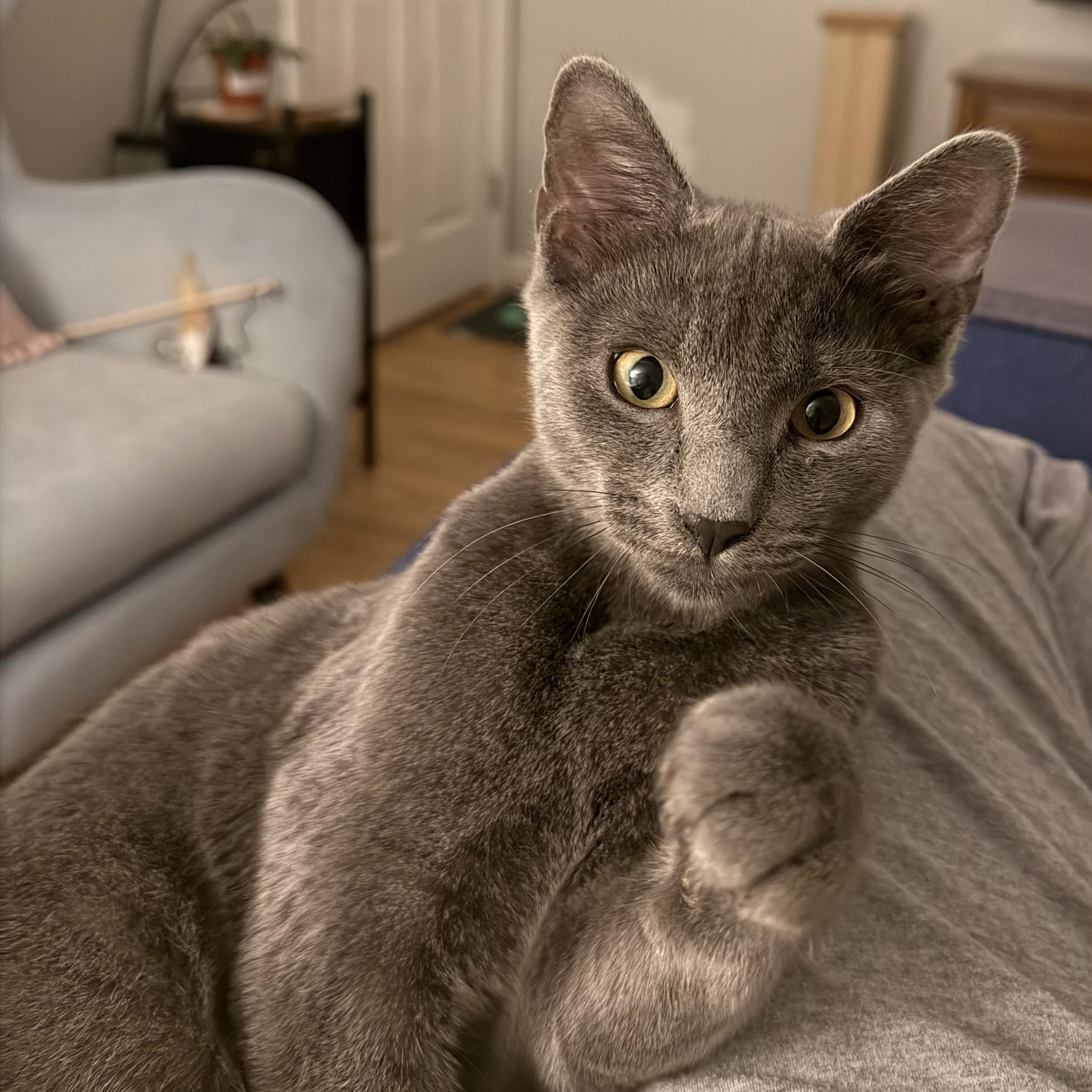 Mitch, Adopted, Kitten Male Russian Blue.