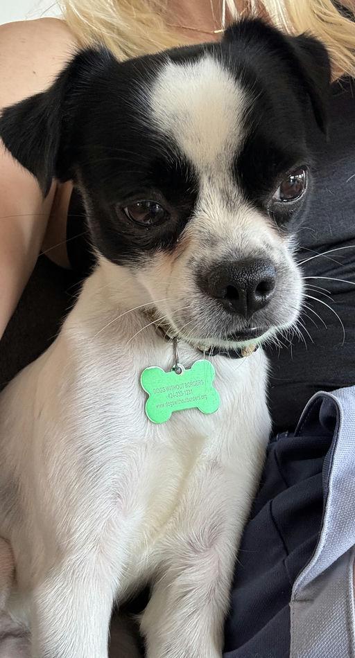 Jimmy, a Adoptable mixed breed in Los Angeles, CA image 1/5