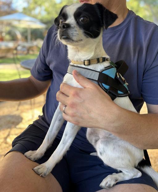 Jimmy, a Adoptable mixed breed in Los Angeles, CA image 2/5