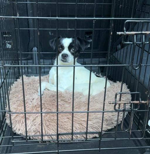 Jimmy, a Adoptable mixed breed in Los Angeles, CA image 3/5