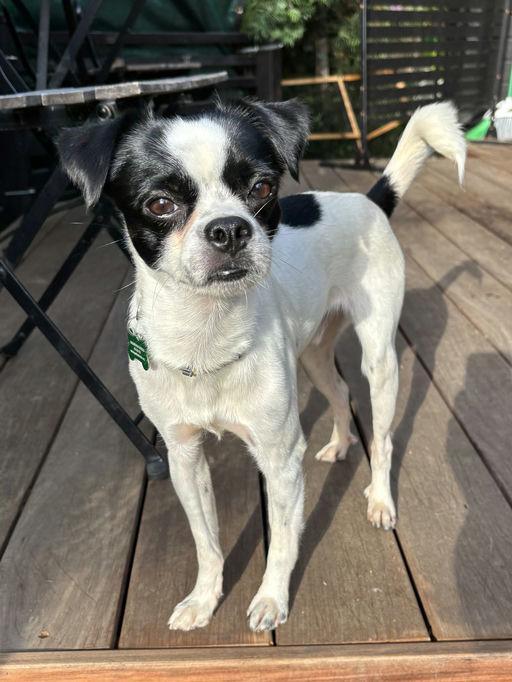 Jimmy, a Adoptable mixed breed in Los Angeles, CA image 4/5