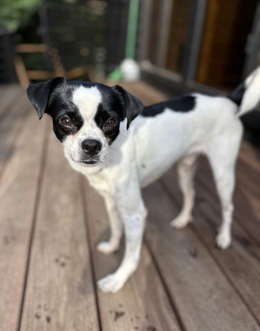 Jimmy, a Adoptable mixed breed in Los Angeles, CA image 5/5