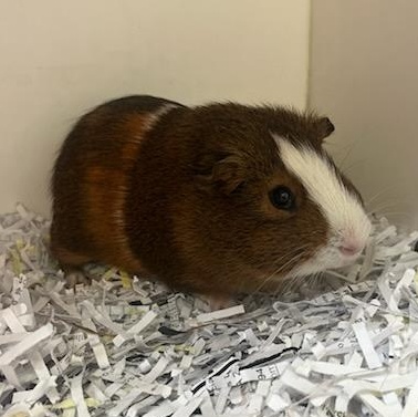 Cheeto (ID 51541/1657), Adoptable, Young Male Guinea Pig.