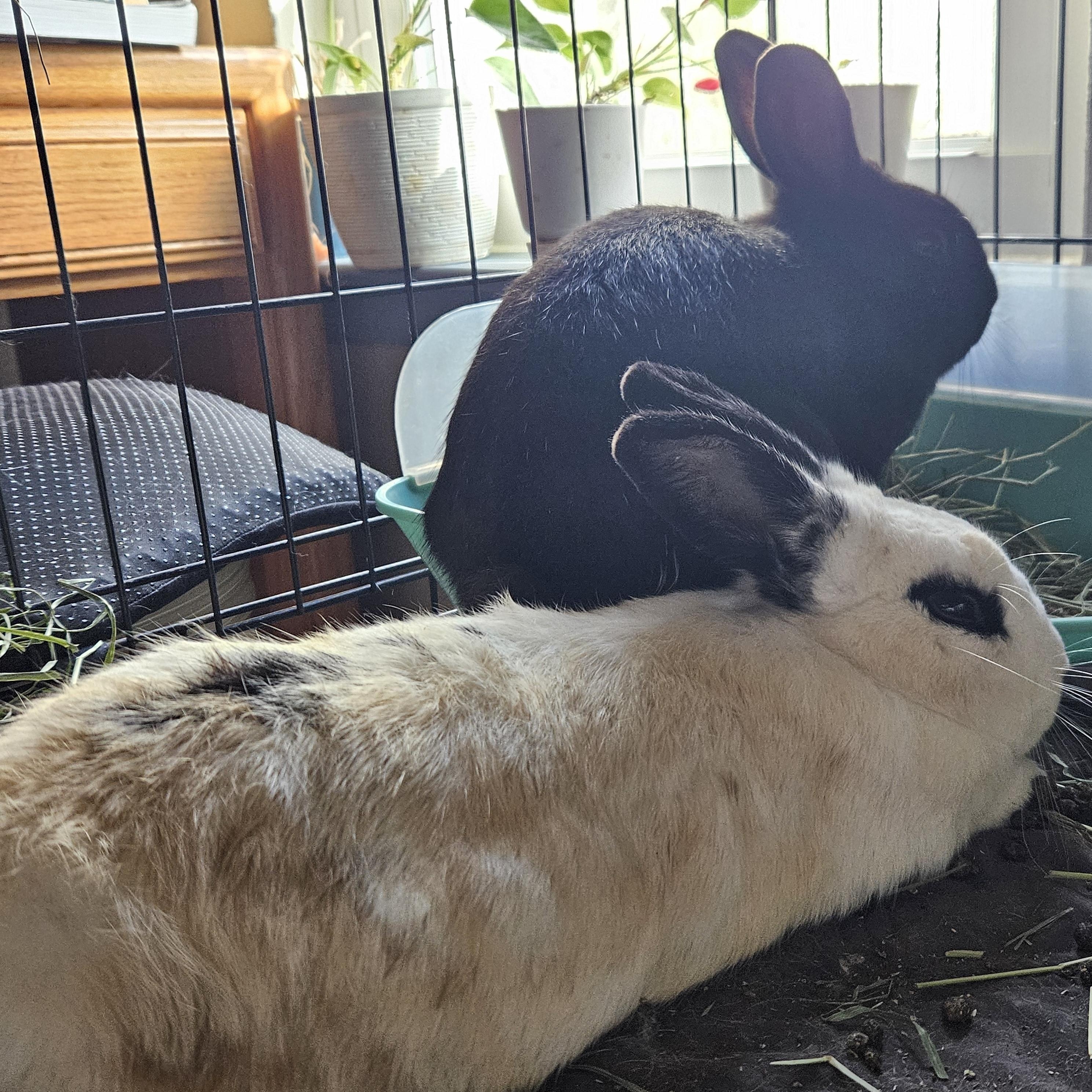 Enlarge Oreo, an adopted mixed breed in FOLEY, AL image 3/3