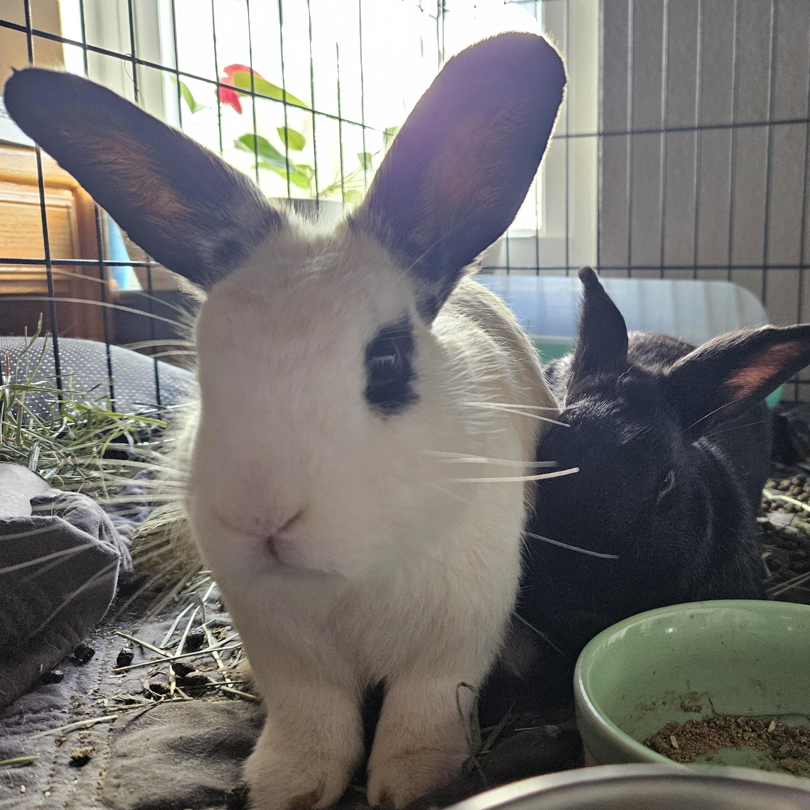 Enlarge Oreo, an adopted mixed breed in FOLEY, AL image 2/3