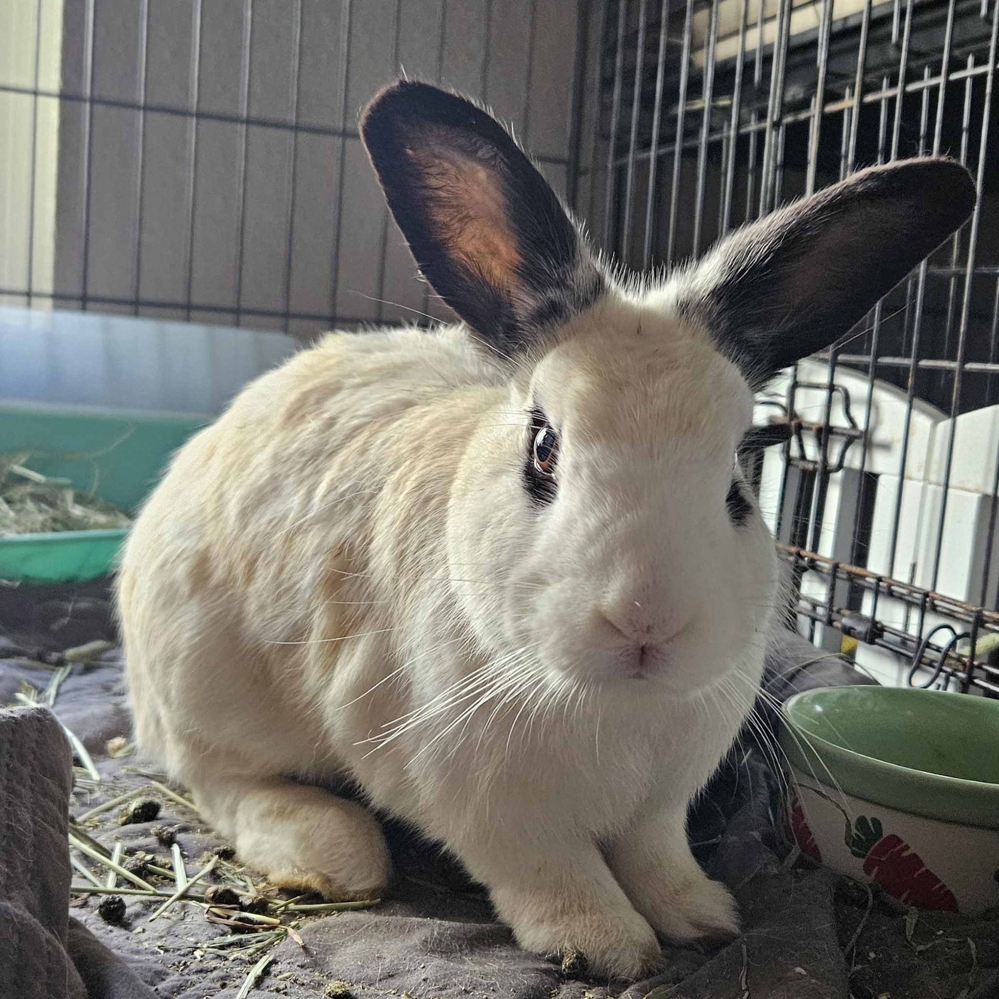 Enlarge Oreo, an adopted mixed breed in FOLEY, AL image 1/3