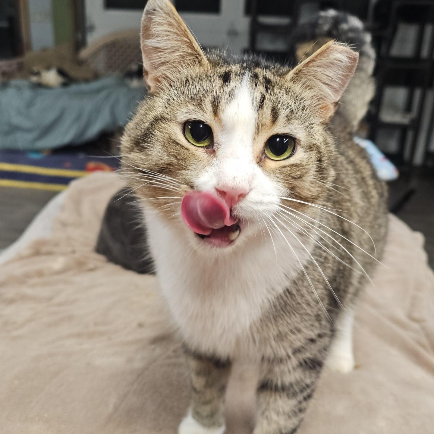 Enlarge Oscar, a ADOPTABLE Domestic Short Hair in Pardeeville, WI image 6/6