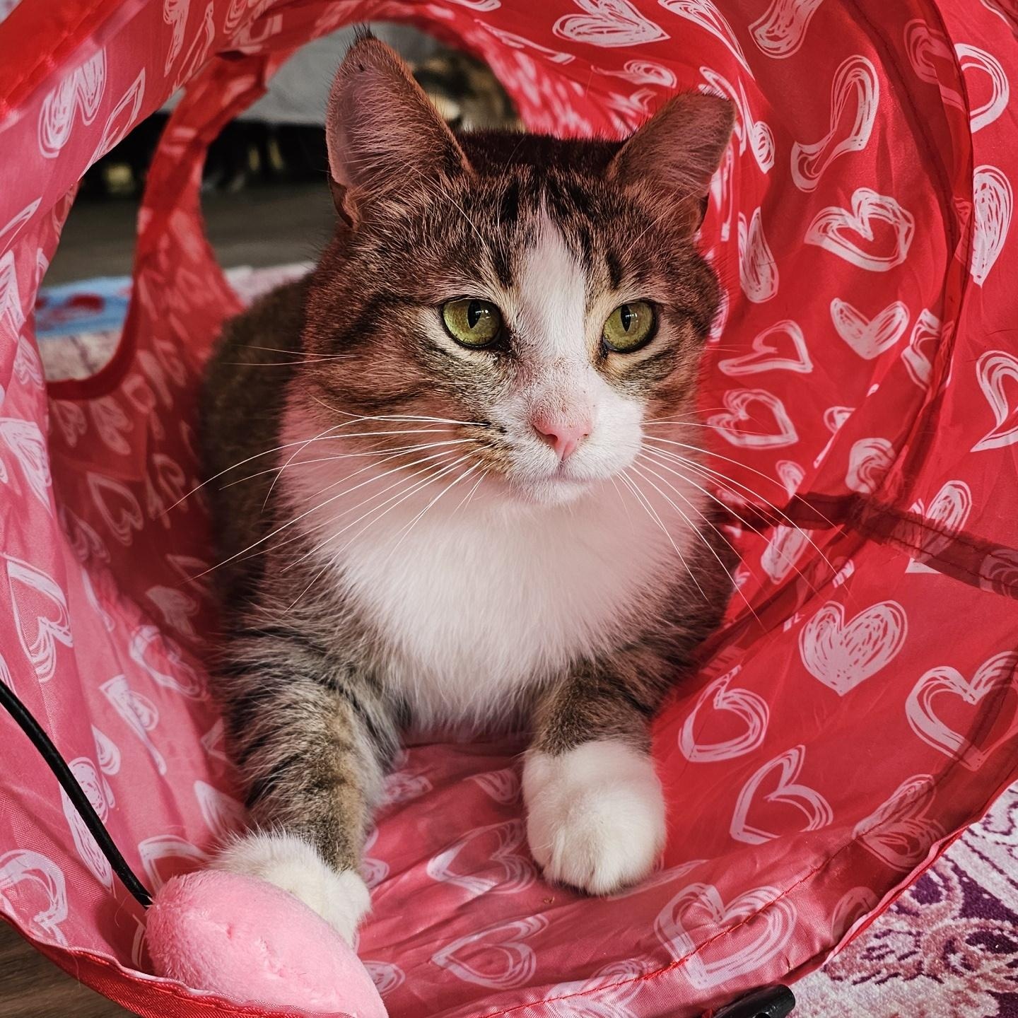 Oscar, ADOPTABLE, Adult Male Domestic Short Hair.