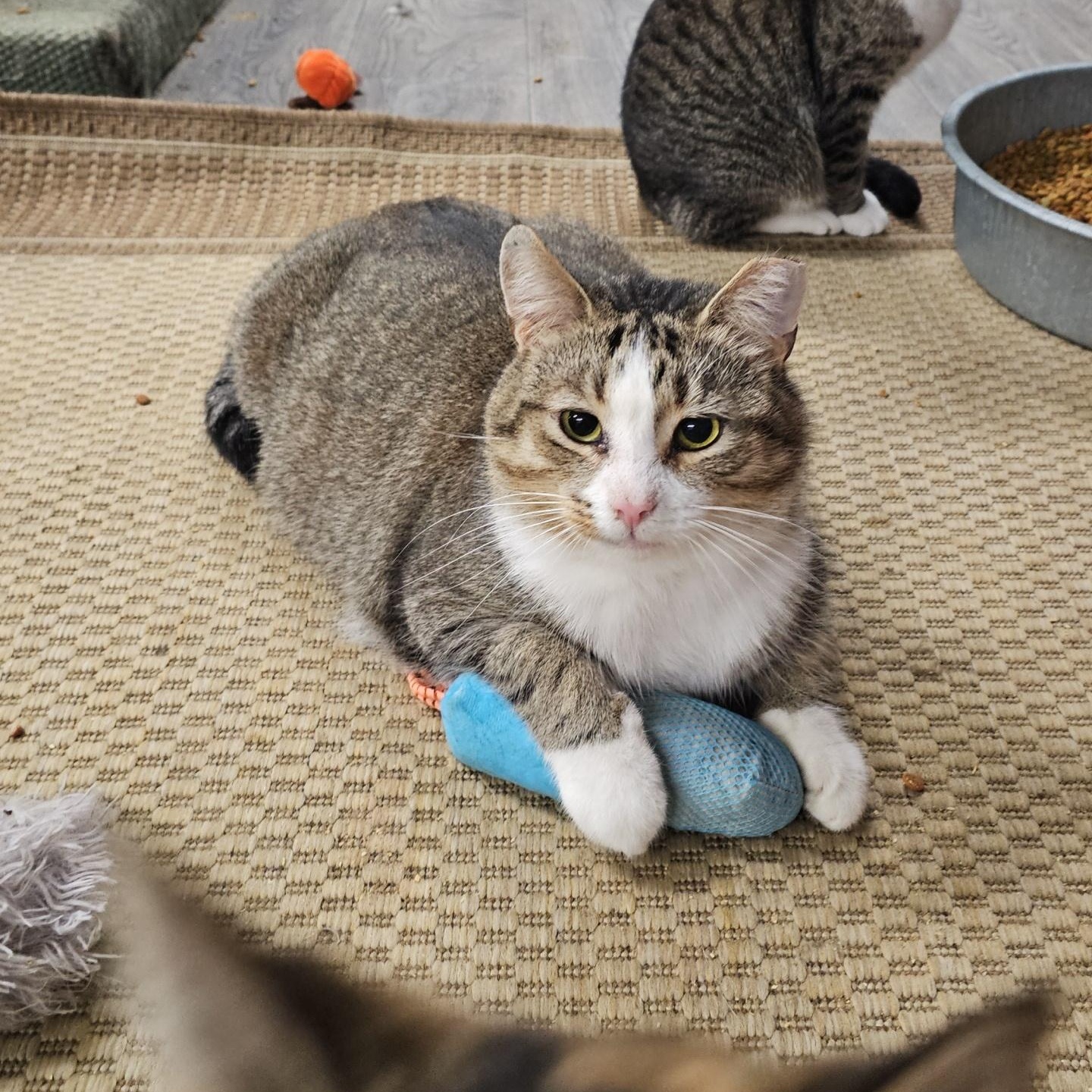 Enlarge Oscar, a ADOPTABLE Domestic Short Hair in Pardeeville, WI image 4/6
