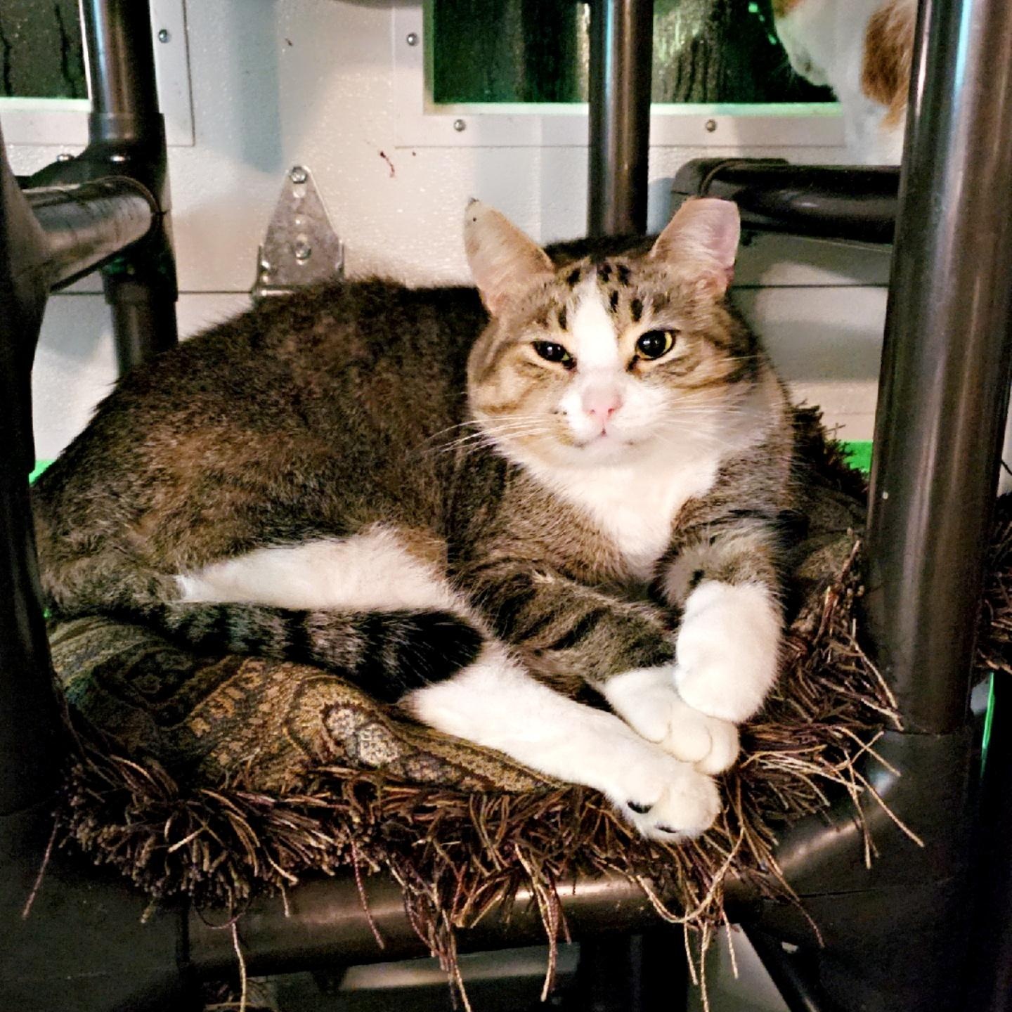 Enlarge Oscar, a ADOPTABLE Domestic Short Hair in Pardeeville, WI image 3/6