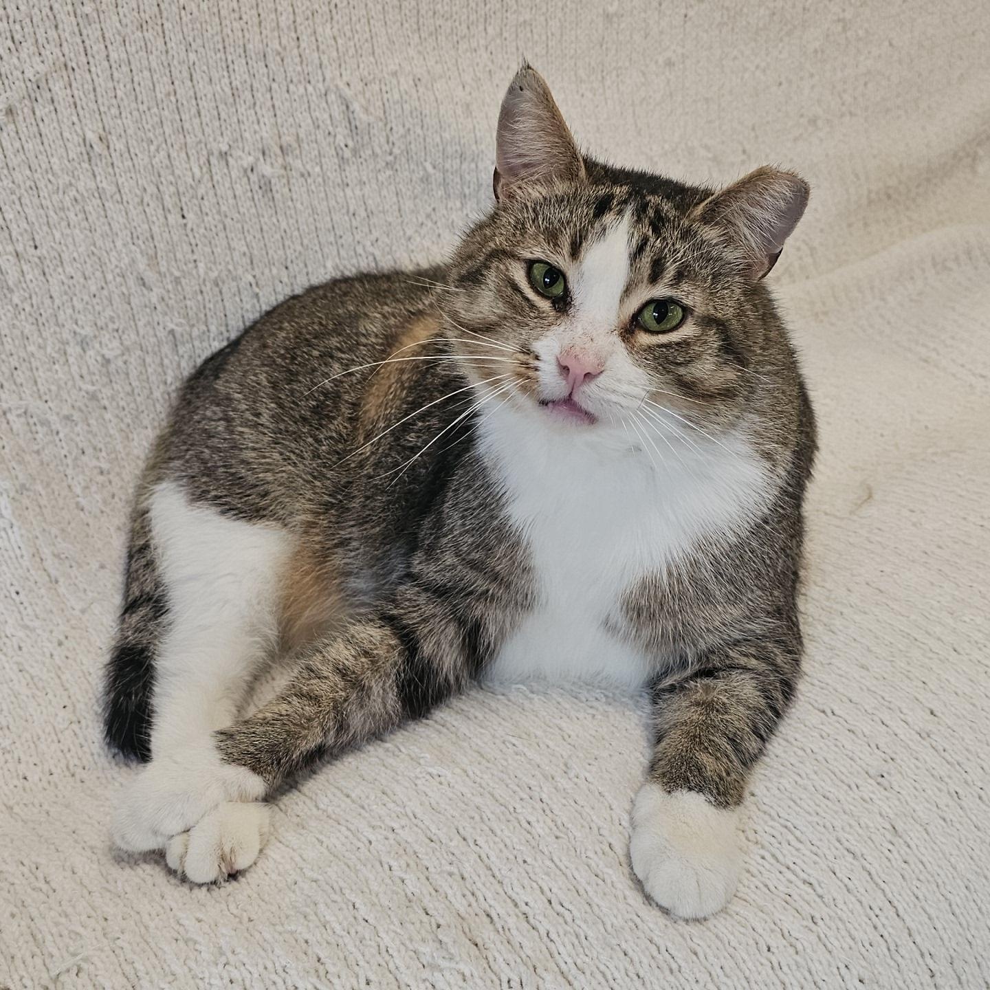 Enlarge Oscar, a ADOPTABLE Domestic Short Hair in Pardeeville, WI image 2/6