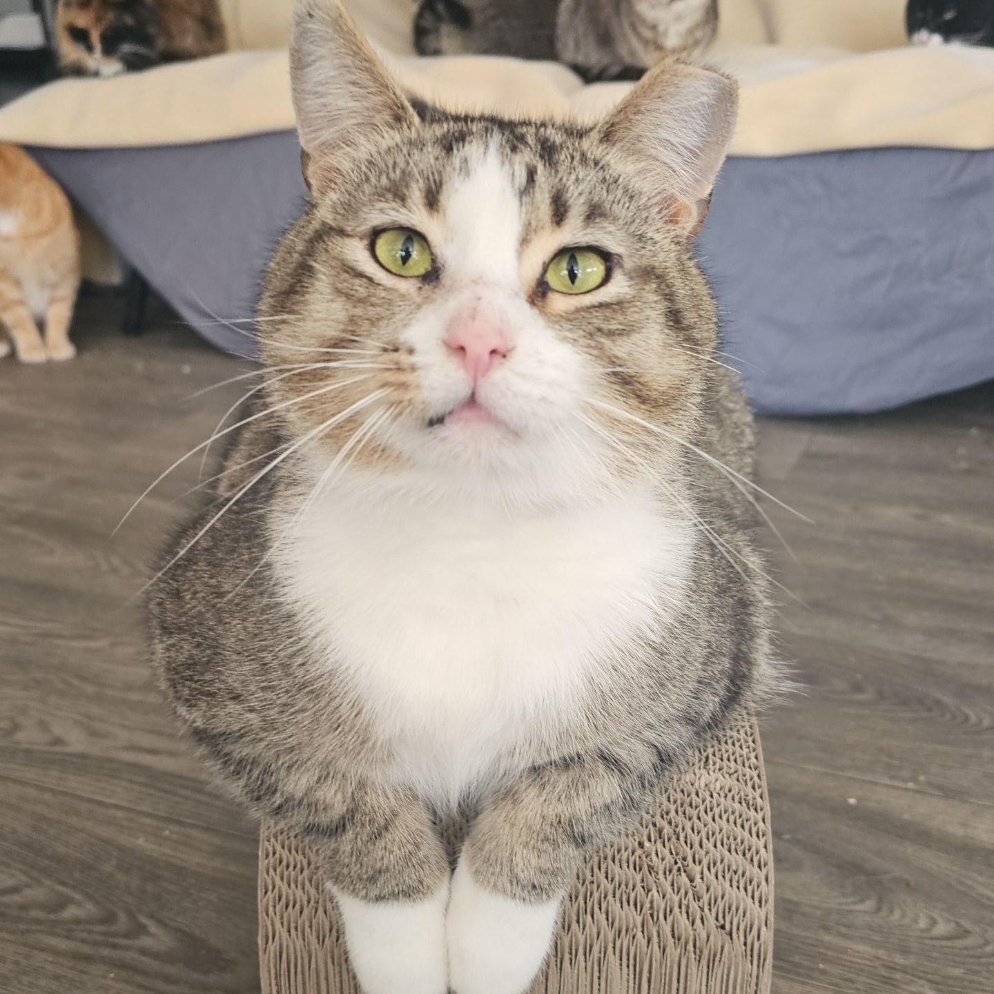 Enlarge Oscar, a ADOPTABLE Domestic Short Hair in Pardeeville, WI image 1/6