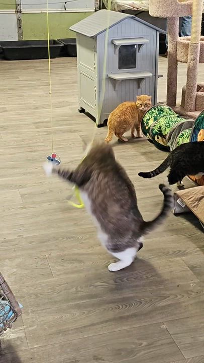 Enlarge Oscar, a ADOPTABLE Domestic Short Hair in Pardeeville, WI video 5/6