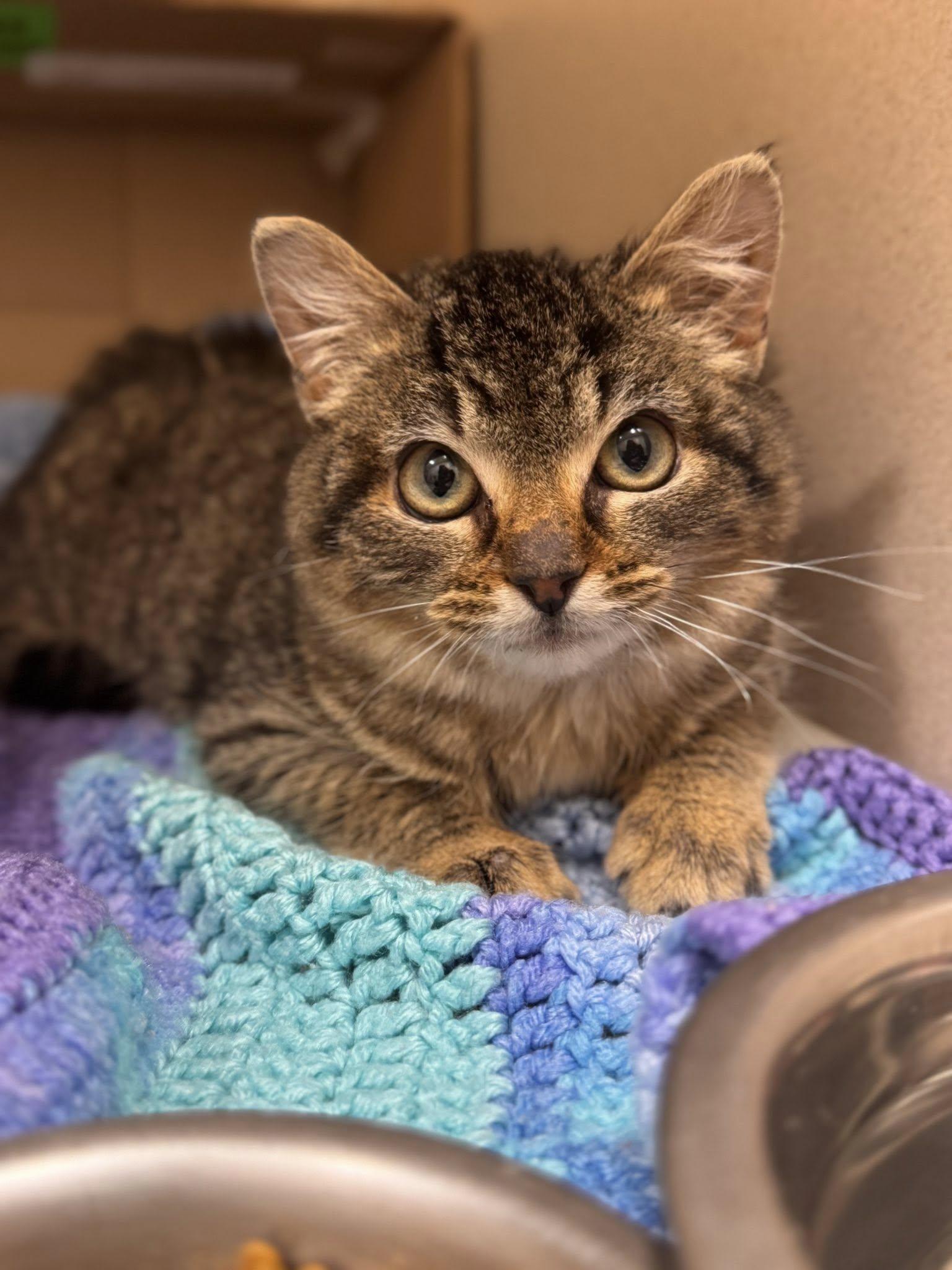 Timber, adopted, Kitten Male Domestic Short Hair.