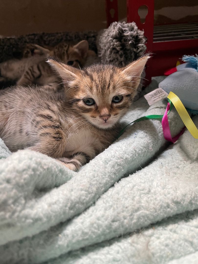 Maddox, Adopted, Kitten Male Tabby.