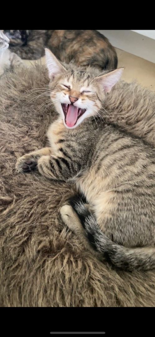 Enlarge Maddox, a Adopted Tabby in Plantation, FL image 2/12