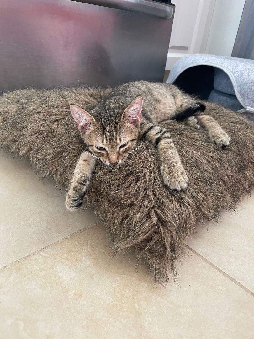 Enlarge Maddox, a Adopted Tabby in Plantation, FL image 3/12