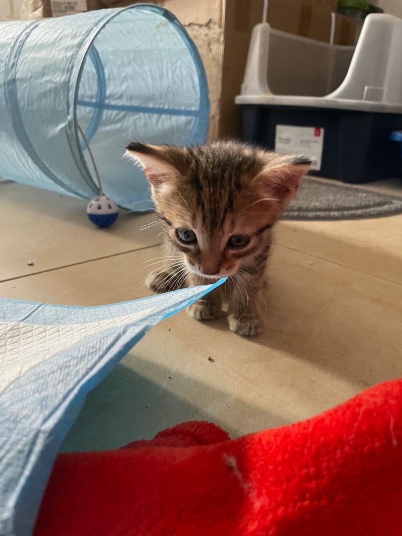 Enlarge Maddox, a Adopted Tabby in Plantation, FL image 4/12