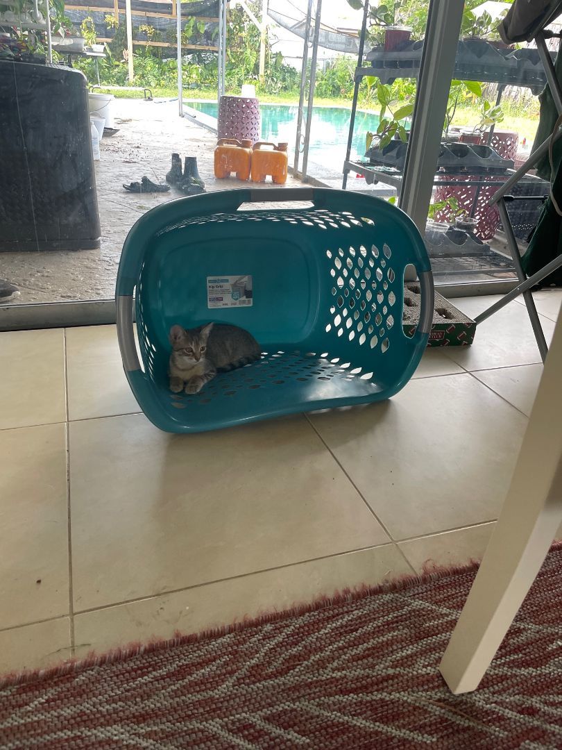 Enlarge Maddox, a Adopted Tabby in Plantation, FL image 6/12