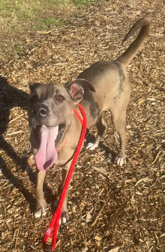 Cider, Adoptable, Young Female Catahoula Leopard Dog.