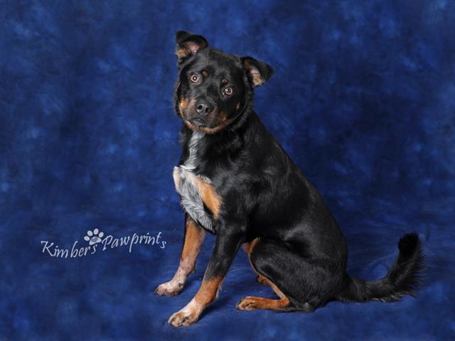 Enlarge BLAZE, a Adoptable mixed breed in Omaha, NE image 1/1