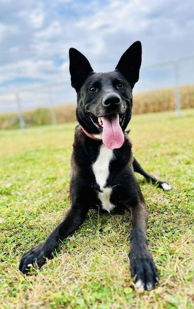 Enlarge Felicia (Fiona), a Adoptable mixed breed in Suamico, WI image 1/5