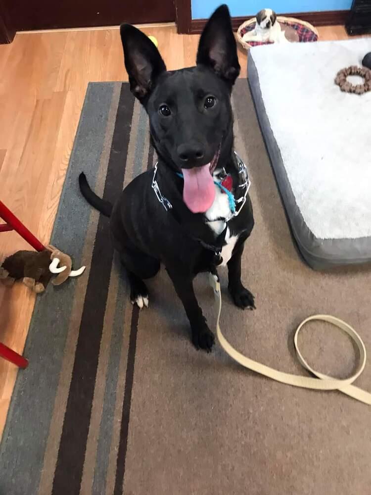 Felicia (Fiona), Adopted, Adult Female German Shepherd Dog.